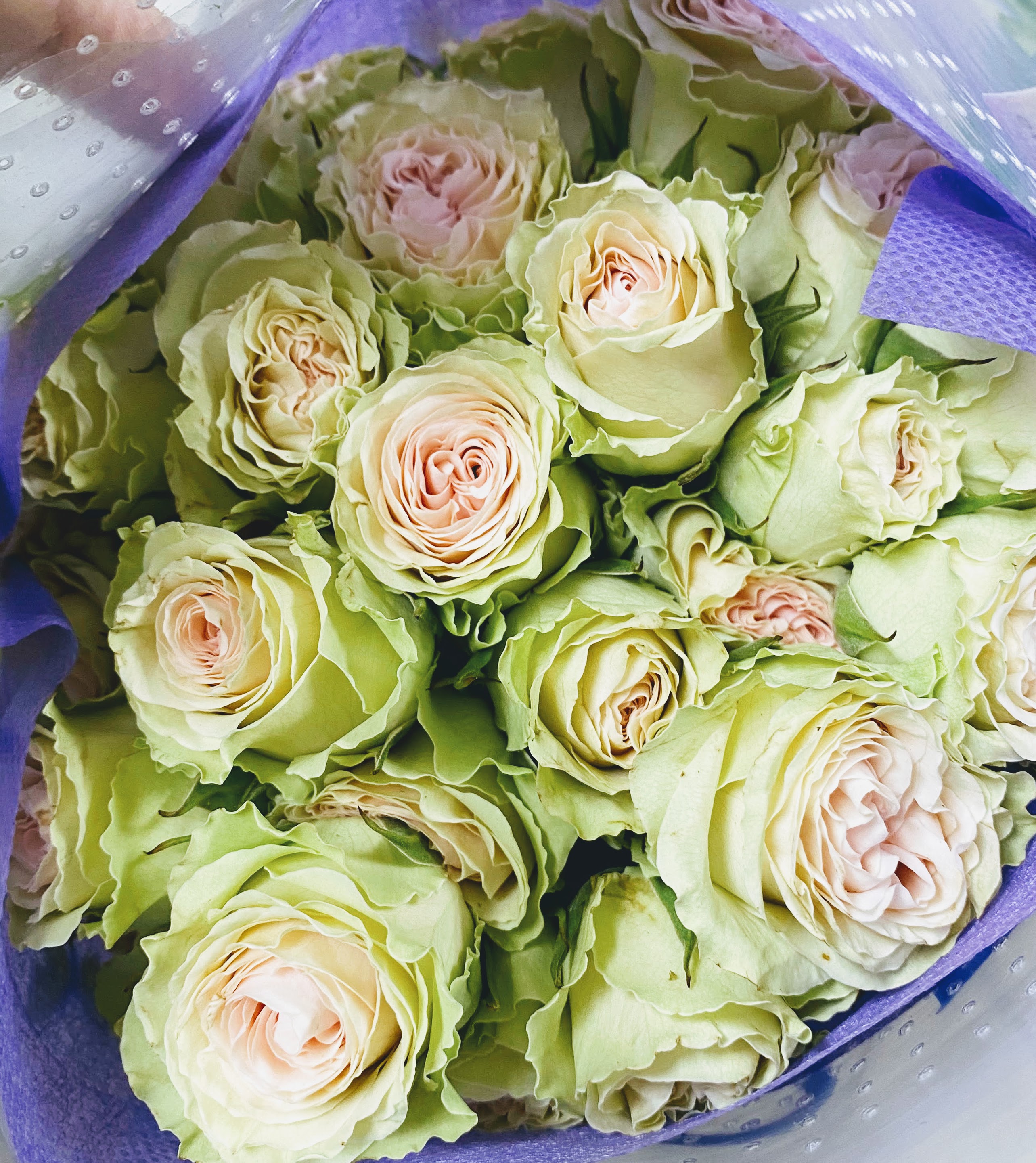 Apple Blossom Spray Rose
